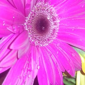 Meet your Posher, Angel